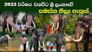 2023 වර්ශයේ ශ්‍රි ලංකාවේ සමස්ත හිලැ ඇතුන්All the tame tuskera in sri lanka in 2023 [upl. by Isolde]