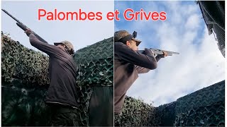 CHASSE POUR UN VEGAN 2 Palombes et Grives [upl. by Schmidt]