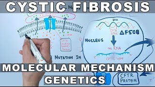 Cystic Fibrosis  Molecular Mechanism amp Genetics [upl. by Rehpotirhc727]