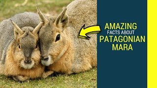 Patagonian mara facts for kids Patagonian cacarediet and lifespan [upl. by Adanama]