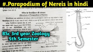 Structure of Parapodium of Nereis in hindi  BSc 3rd year Zoology 5th Semester [upl. by Ayhtnic851]