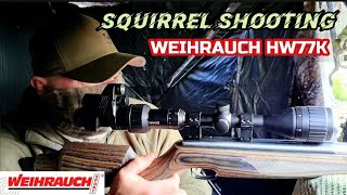 SQUIRREL SHOOTING with the WEIHRAUCH HW77K [upl. by Eelyk]