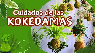 KOKEDAMAS Guía completa para mantenerlas saludables y hermosas [upl. by Ruelle200]