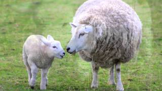 Sheep Sounds and Pictures for Education and Teaching [upl. by Acceb658]