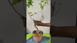 Ficus Rumphii bonsai pruning bonsai bonsaitree bonsaiideas [upl. by Odilia]