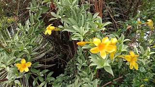 Yellow Bell as a Medicinal Plant  nieths307 [upl. by Wolfgram]