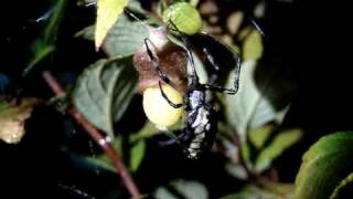 Argiope Aurantia Making Egg Sac 5 FINISHING EGG LAYING [upl. by Grewitz]