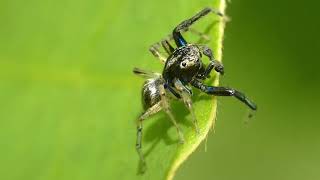 Jumping Spider Explores Kudzu Leaves [upl. by Giesecke70]