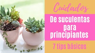 👩🏼‍🌾 Cómo cuidar tus suculentas 7 tips básicos PARA PRINCIPIANTES [upl. by Wirth]