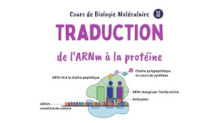 LA TRADUCTION de lARN messager en protéines  Biochimie Facile [upl. by Enella]