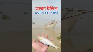 তাজা ইলিশ মাছ ধরা fishing ilish Hilsha [upl. by Cassandry]