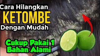 Cara Menghilangkan Ketombe Dan Rambut Rontok Secara Alami dan Permanen [upl. by Okir]