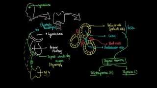 3  Thyroid Glands  Hormones Physiology [upl. by Wilek]