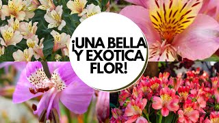 Astromelia cuidados  Cómo cultivar astromelia en maceta  Alstroemeria cuidados [upl. by Fullerton23]