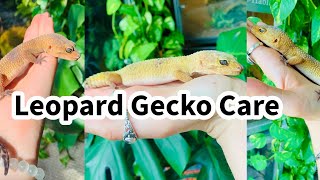 Leopard Gecko Care Guide [upl. by Frederick650]