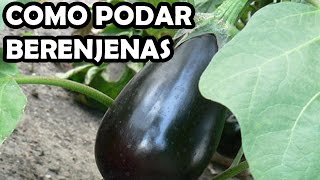 Como Podar las Berenjenas  La Huerta de Ivan [upl. by Kerred806]