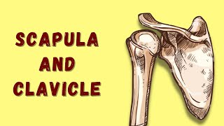 Scapula And Clavicle  Shoulder Girdle  Osteology of Upper Limb  Anatomy  Doctor Speaks [upl. by Aldarcie]