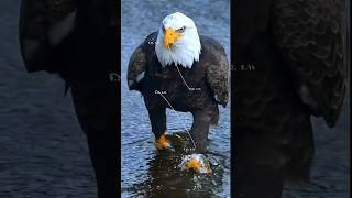 Eagle in action ytshorts trendingshorts wildlife wildlifephotography birdofprey naturelovers [upl. by Mona]