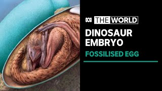 Dinosaur embryo found curled up and ready to hatch from fossilised egg  The World [upl. by Kcinomod307]