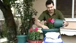 How to Grow Snapdragons  How to Plant amp Grow Snapdragons in Baskets amp Pots [upl. by Dowlen112]