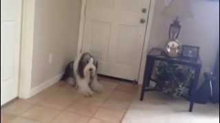 Bearded collie limping [upl. by Ellehcin309]