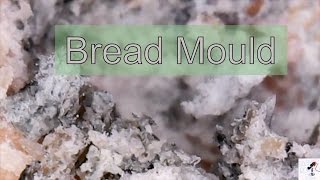 Bread Mould Under Microscope [upl. by Abbie]