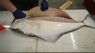 How to Fillet a Halibut EASY METHOD  KastKing [upl. by Lewis]