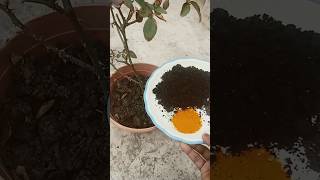 Organic fertilizer for rose plant gardening tips [upl. by Hackett309]