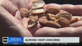 Invasive bug leads to almond crop concern across California [upl. by Aivatan188]