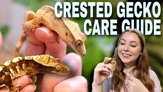 How To Care For A CRESTED GECKO [upl. by Clemence852]