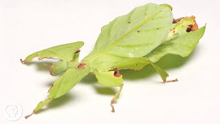 These Giant Leaf Insects Will Sway Your Heart  Deep Look [upl. by Jovitta]