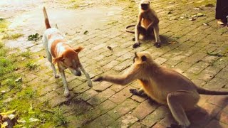 street dog vs monkey fight🐒🐶monkey and dog fight [upl. by Kendra]