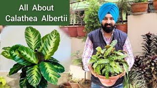 Calathea Albertii best permanent indoor air purifier plant [upl. by Onitnevuj]