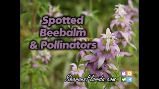 Spotted Beebalm amp Pollinators [upl. by Ringe]