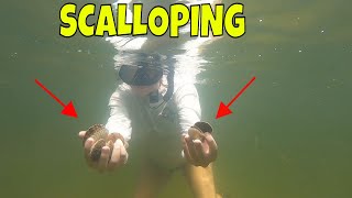 Steinhatchee Florida SCALLOPING  Finding bay scallops in crystal clear water [upl. by Lunsford]