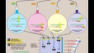 DNA Sequencing By Sanger Method  Application of biotechnology [upl. by Jeanne]