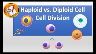 What Are Haploid amp Diploid Cells  A Brief Science Tutorial [upl. by Georges]