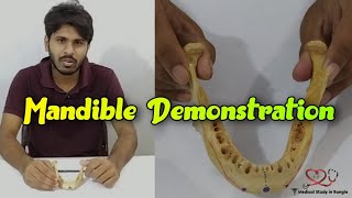 Mandible Demonstration  partsattachment relationage determination ossification [upl. by Bakerman]