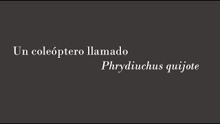 Un coleóptero llamado Phrydiuchus quijote [upl. by Yrhcaz]