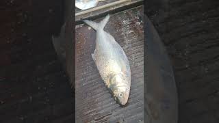 Ilish maach hilsha fish live Bangladesh YouTube shortsviral [upl. by Garcon]