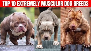 Top 10 Extremely Muscular Dog Breeds [upl. by Reyam]