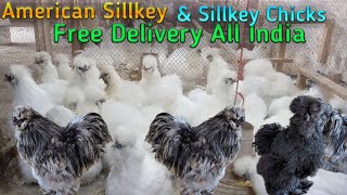 American Sillkey Available For Sale free Delivery All India 919332802826 [upl. by Acul]