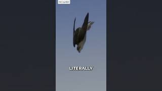 Peregrine Falcons  Deadly Diving at 380 kmh shorts falcons [upl. by Sileas160]