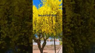 🌳Palo Verde  Maravilloso Árbol del Desierto  Jardínderanas árboles floors plantas paloverde [upl. by Aiahc]