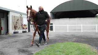 Goffs Orby 2018 Day 1 Top Lot [upl. by Fidellas]