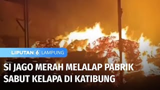 Pabrik Sabut Kelapa di Katibung Ludes Terbakar  Liputan 6 Lampung [upl. by Hillie]