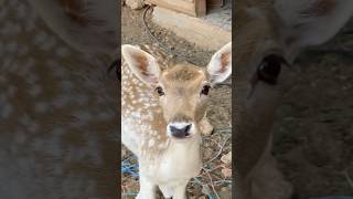 Cretan Deer crete cretegreece creteisland deer deerfarm cuteanimals cutedeer animals [upl. by Moyna916]