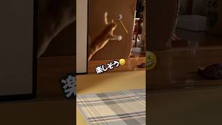 自分の布団にぬいぐるみが寝ていたらどうする？を観察してみた保護猫 cat 茶とら 茶とら猫 ねこ 猫 ネコ 猫のいる暮らし [upl. by Carothers773]