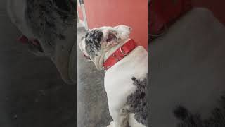 american bully exotic merle [upl. by Eyahs484]