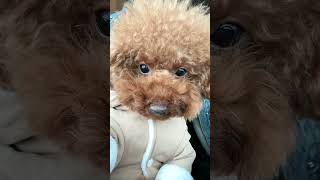 cute jacky puppy jackey pets maltipoo jacki cutedog animals shorts viral funny [upl. by Gibeon]